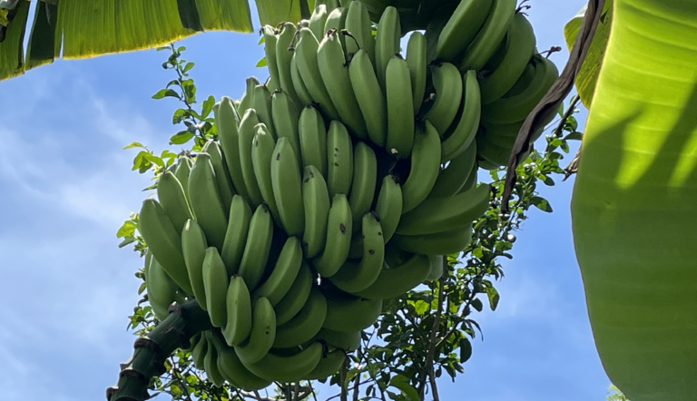 una alternativa efectiva en el cultivo de banano