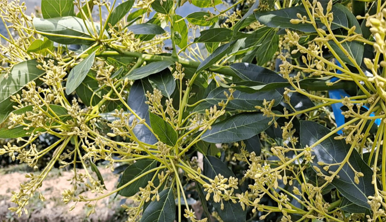 Artículo Floración Aguacate