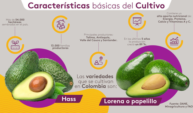Aguacate flores banano agro colombiano