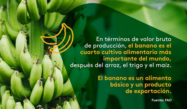 banano fruta colombiana exportación Banano colombia