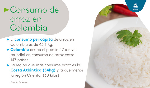 arroz en colombia, cultivo de arroz