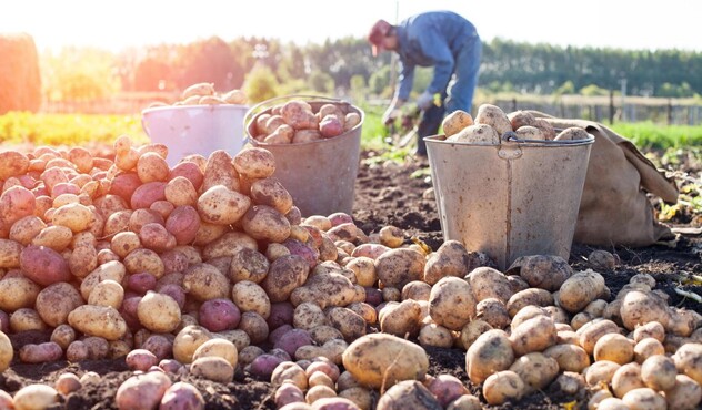 Farmer with Potato Harvest