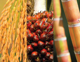 Cultivos agroindustria