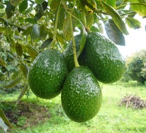 aguacate1