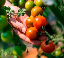 tomate