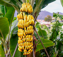 banano