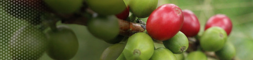 reporte ESG ADAMA