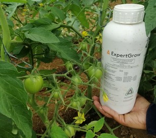 Cultivo en Mesa de los Santos para El Gran Tomate