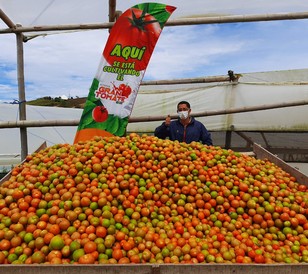 Agricultor-Marinilla-Gran-Tomate