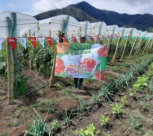 Cultivo de tomate en Risaralda para El Gran Tomate