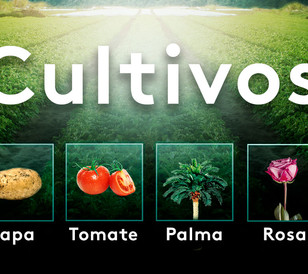 Javari_Cultivos