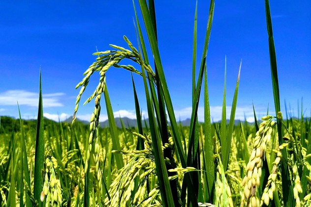 Foto cultivo de arroz en Colombia