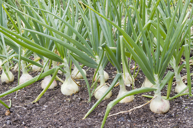 cebolla