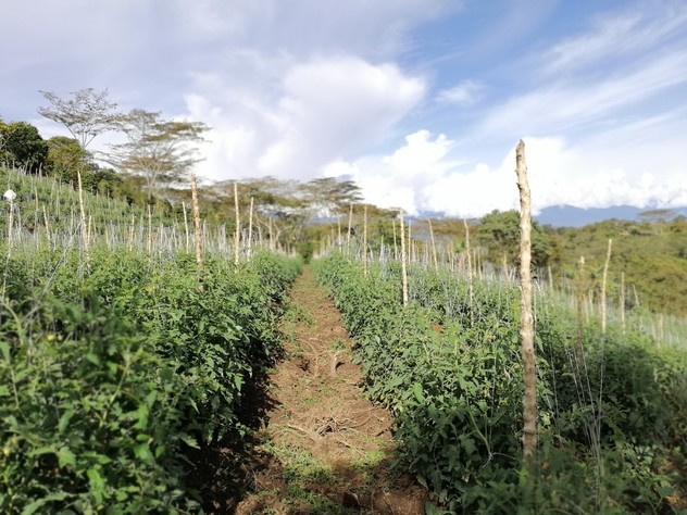 tomate
