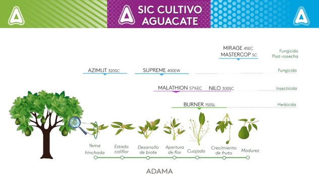 SIC AGUACATE
