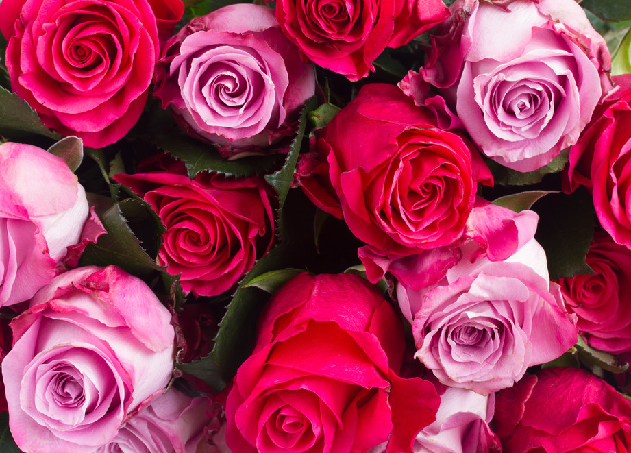 rosas