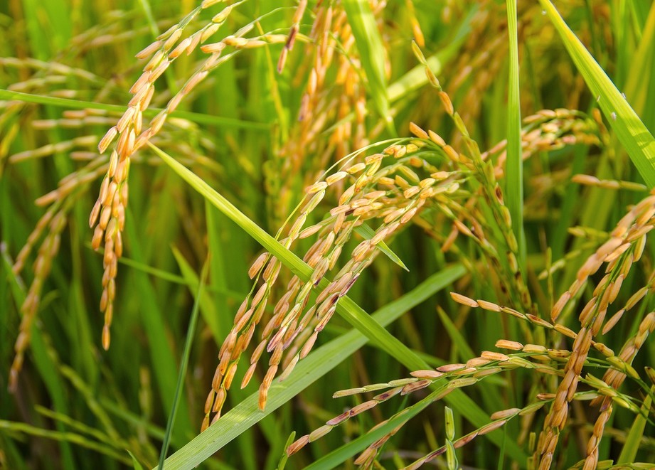 Arroz