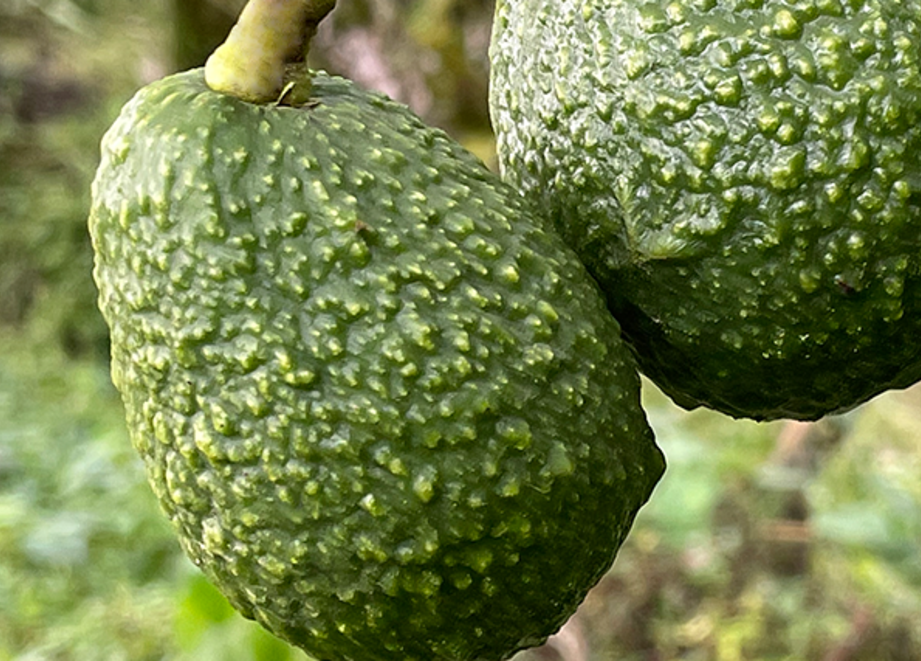 Aguacate