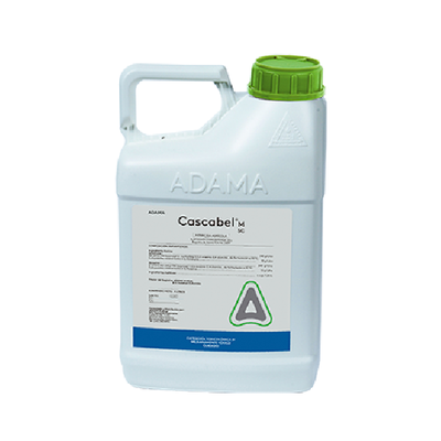 CASCABEL M SC