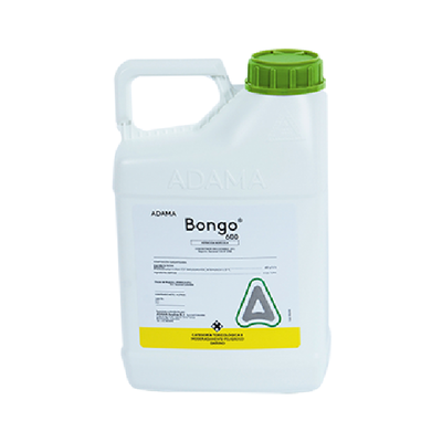 bongo