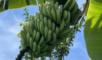 una alternativa efectiva en el cultivo de banano