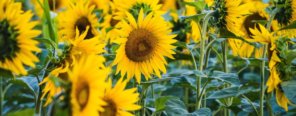 Zonnebloem
