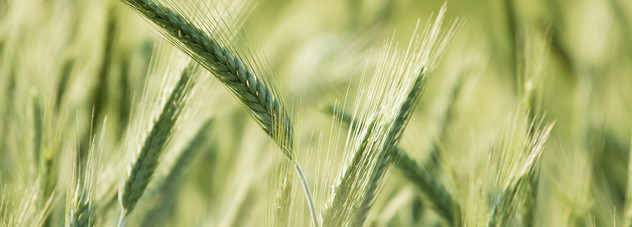Wheat.jpg