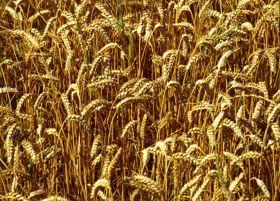 Wheat