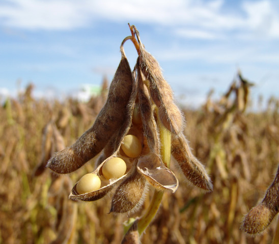 Ripe Soybean Up Close