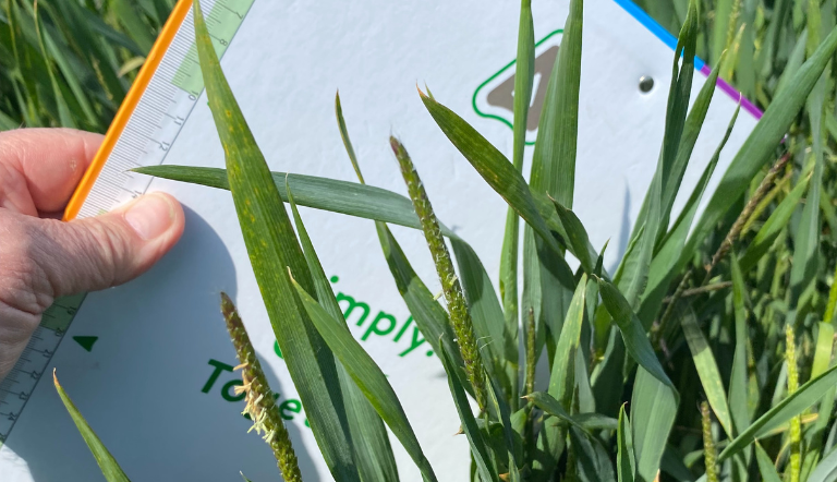 Lolium multiflorum, Italian rye-grass