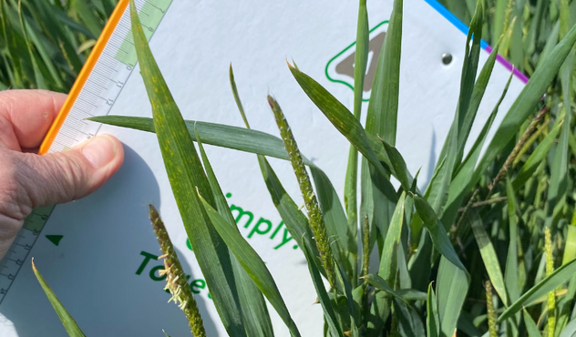 Lolium multiflorum, Italian rye-grass