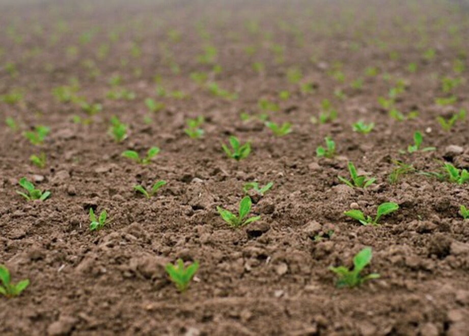 Sugerbeets