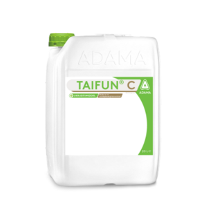 Taifun dunk
