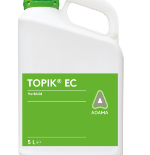Topik dunk