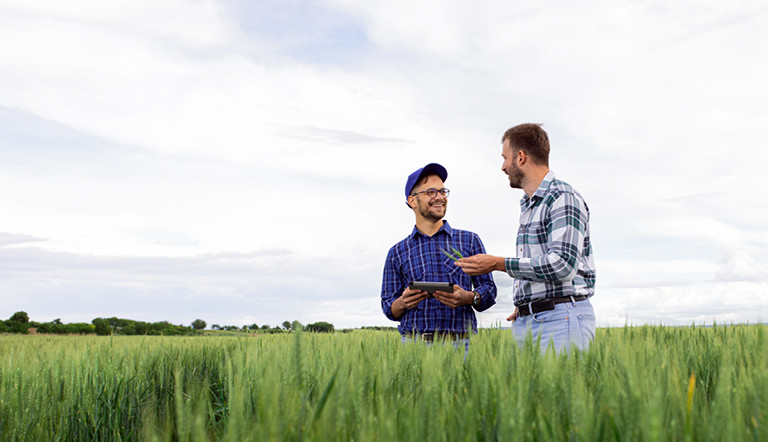 Landwirte im Getreidefeld