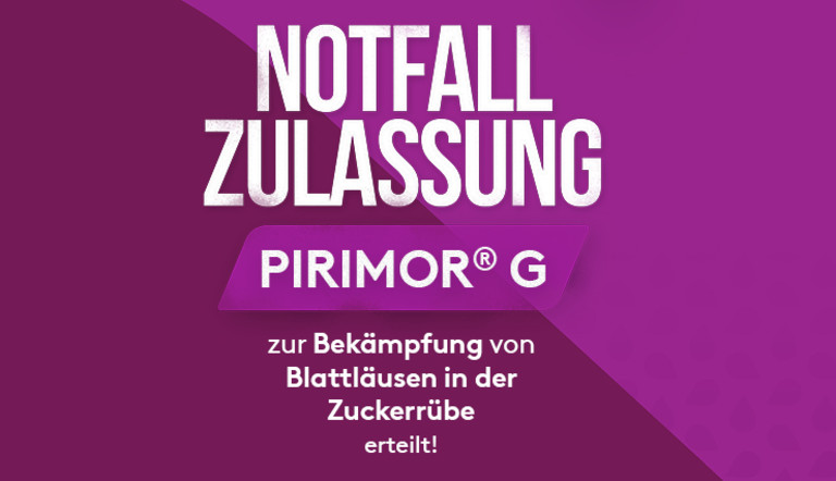 Notfallzulassung Pirimor in der Zuckerrübe