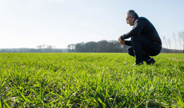 Produkte - Herbizide - Getreidebestand im Frühjahr