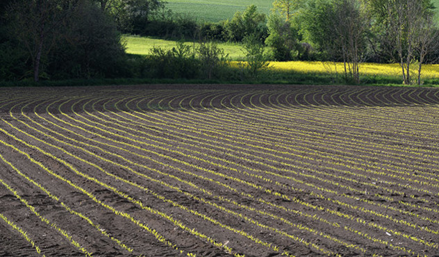 Produkte - Herbizide - Maisfeld