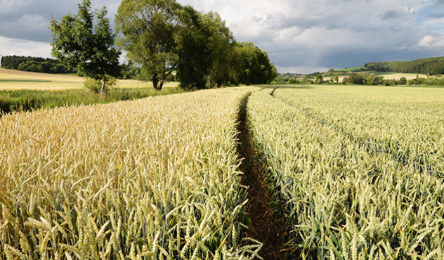 Produkte - Insektizide - Feld mit Getreide