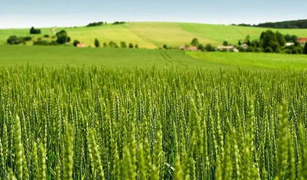 Produkte - Insektizide - Getreide