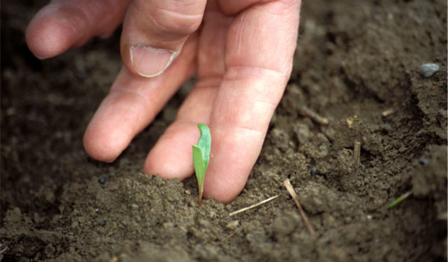 Hand hält Keimling auf dem Feld