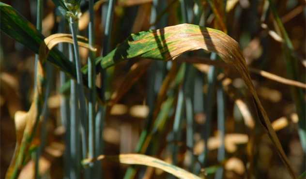 Septoria tritici an Weizen