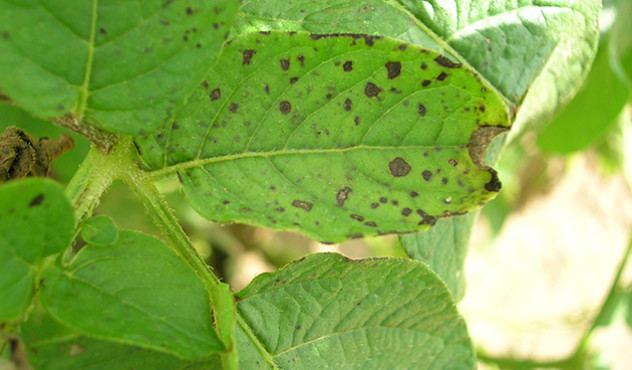 Kulturen - Kartoffel - Phytophtora