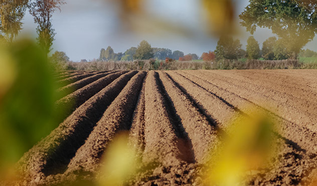 Kulturen - Kartoffel - Kartoffelacker im Herbst