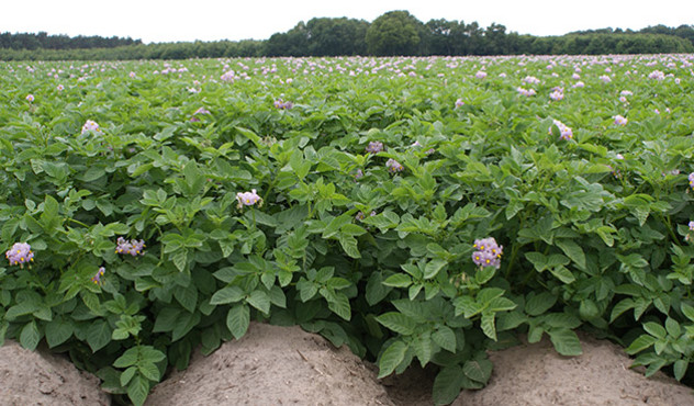 Kulturen - Kartoffel - Kartoffelblüte