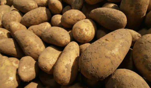 Kulturen - Kartoffel - Ernte