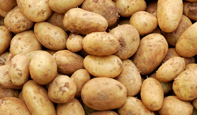 Kulturen - Kartoffel - Ernte und Knosum