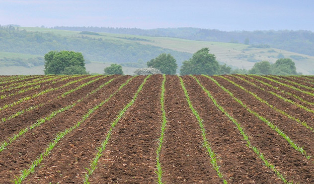 Mais als Nutzpflanze in der Landwirtschaft