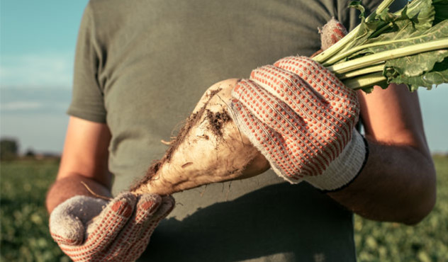 Farmer hält Zuckerrübe in Hand Farmer hält Zuckerrübe in Hand