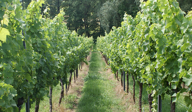 Kulturen - Wein - Weinreben